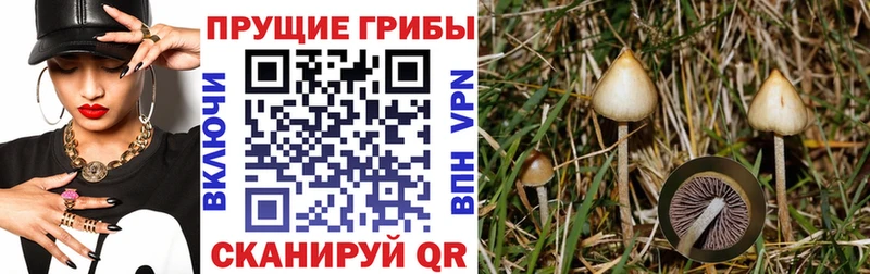 маркетплейс телеграм  Норильск  Галлюциногенные грибы Psilocybine cubensis 
